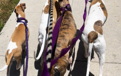Whippet Walk July 26th 2025!